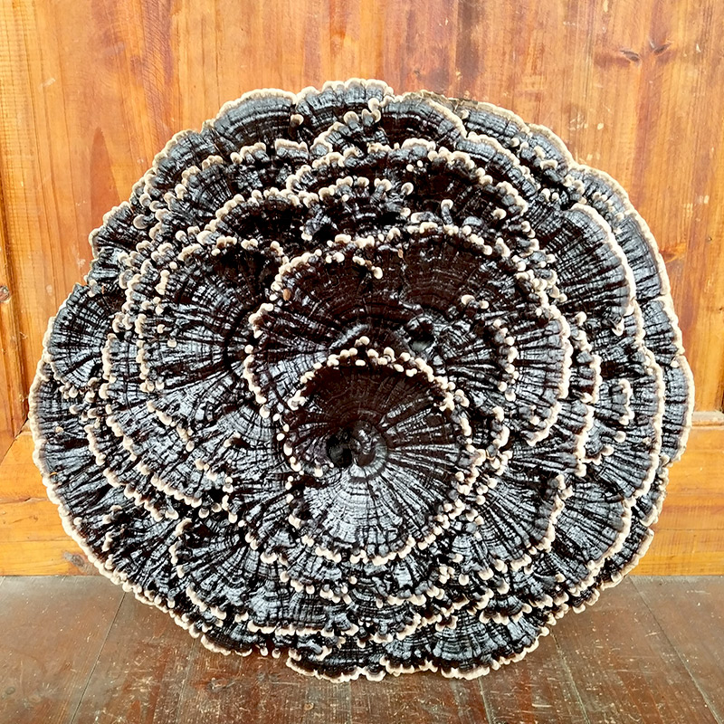 30 cm Extra-large Lingzhi Flower Multilayer Ornamental Bonsai Semi Wild Purple Lingzhi King Feng Shui Swing Adorned With Black Lingzhi Whole Branches