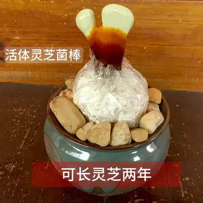 Red Ganoderma lucidum bonsai creative potted live planting living room office extra large ganoderma lucidum mushroom variety viewing ornaments