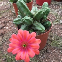 Momotaro blossom big flower cactus unacred cactus column antler column is a radiation-proof succulent plant combination potted