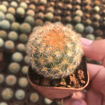 Rare Ball Ball Red Tingling Caravan Pills Real Raw Cactus Radiation-Resistant Potted Flowers Multimeat Plant Balcony Anti-radiations