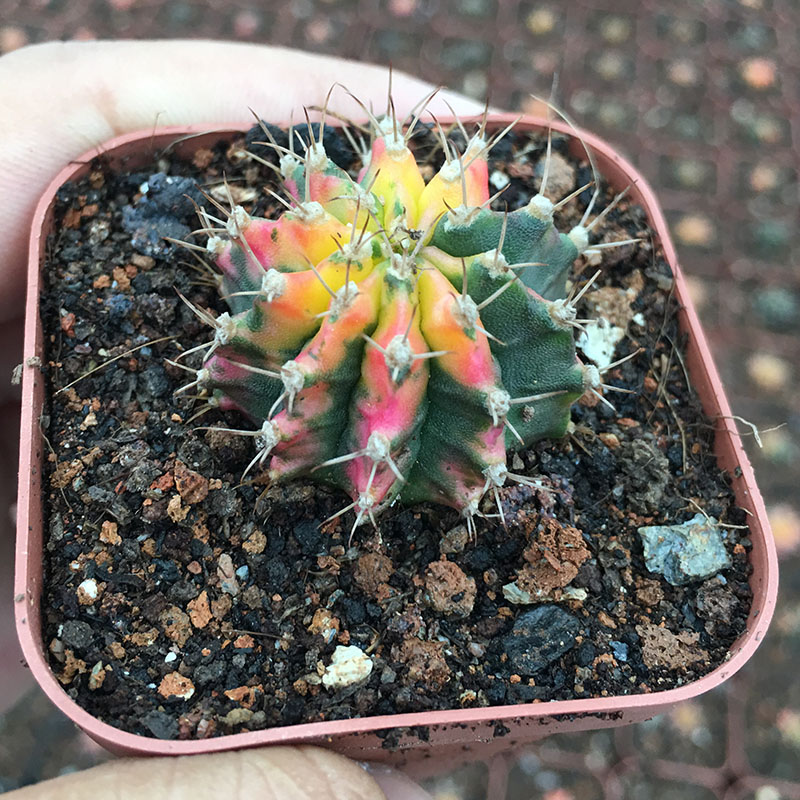 Rare cactus mini multicolored red peony with bright colors and low-cost radiation-proof potted flowers