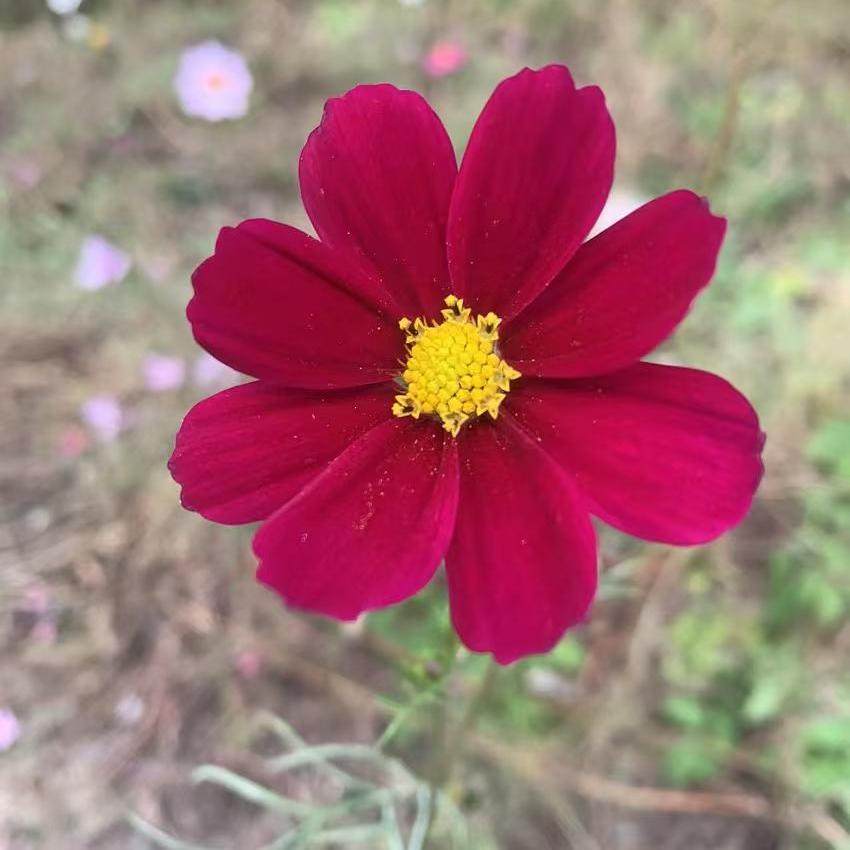 生花坊