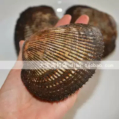 大連海鮮鮮活大赤貝鮮活赤貝生吃刺身料理新鮮大毛蛤血蛤水產品