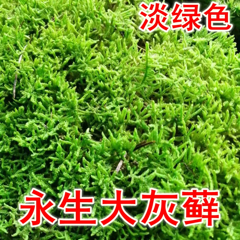 Eternal Moss, White Hair Moss, Large Gray Moss, Moss Wall, Green Moss, Indoor Soft Decoration, Landscaping Project, Decoration, Artificial DIY