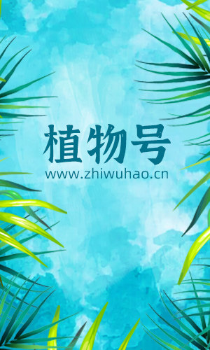 植物号