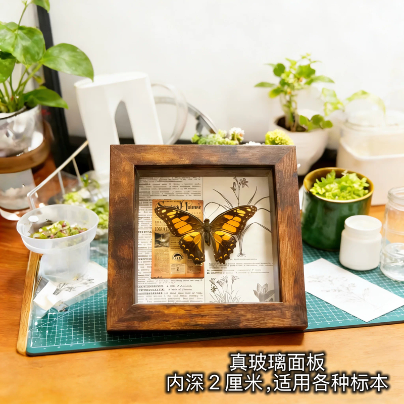 Retro Three-Dimensional Hollow Photo Frame Butterfly Insect Shell Plant Specimen Frame High-End Display Stand Self-Assembly Display Frame