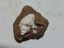 Lis black screw Guangxi Rock Paleo Bio Fossil Graniocene Teaching Science Copyright Stone