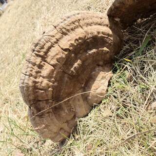 Natural drying of Ganoderma lucidum slices in the Daxinganling forest