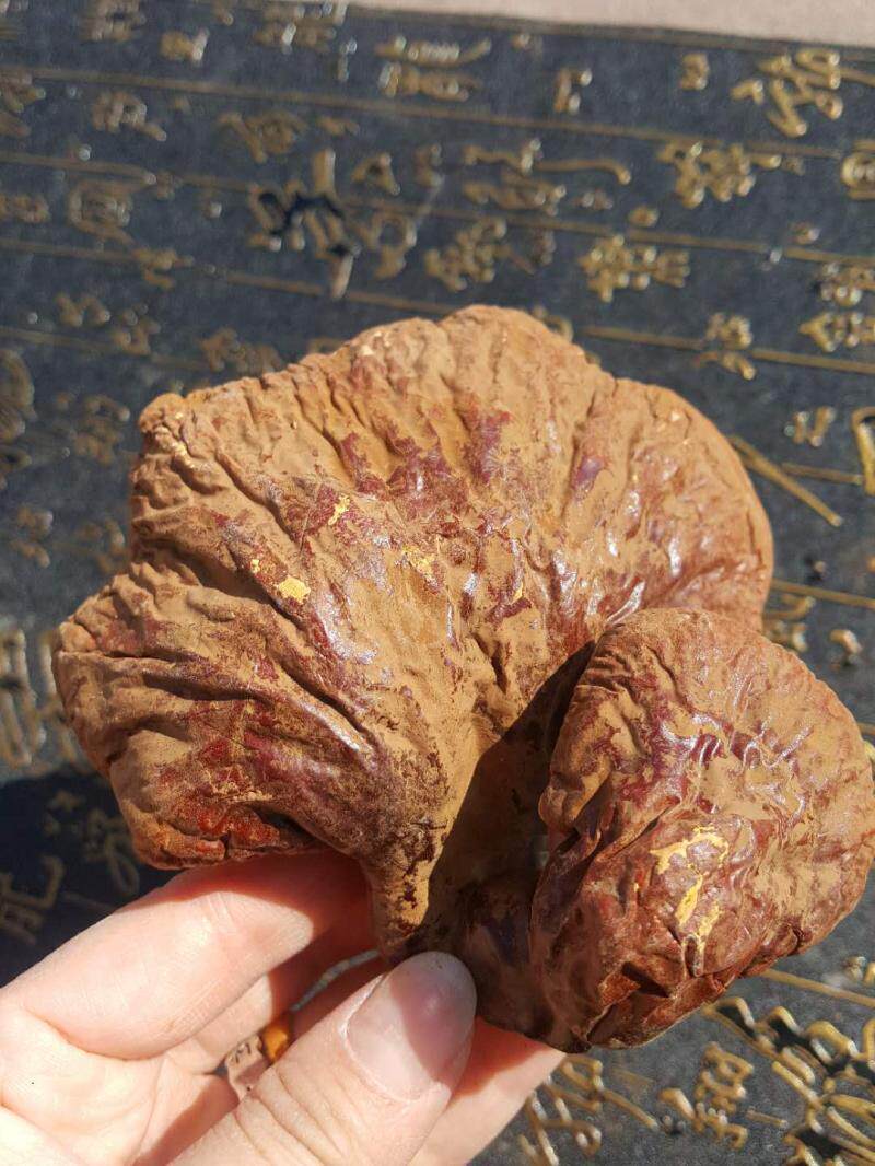 Bulk forest northeast specialty of the Greater Hinggan Mountains red ganoderma pine fir picking natural growth of 500 grams