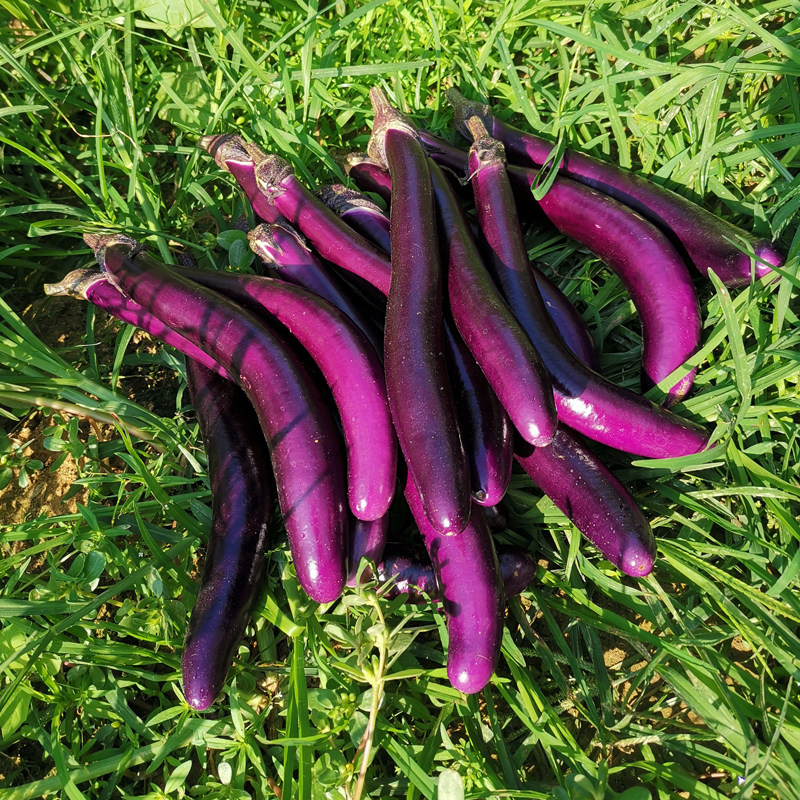 茄子新鲜,线茄子细长小茄子福建农家现摘茄瓜绿色天然蔬菜1-5斤,怎么挑才不会踩雷?-茄子-淘宝百科网