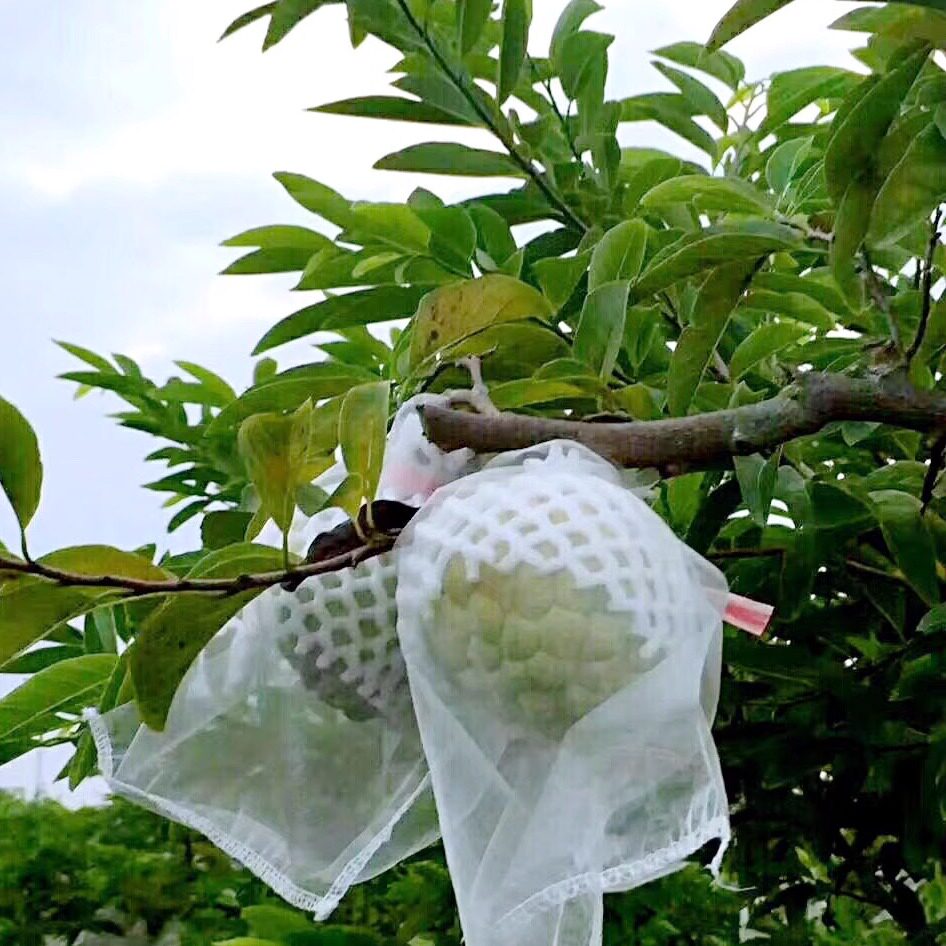 林檎释迦果直产直销