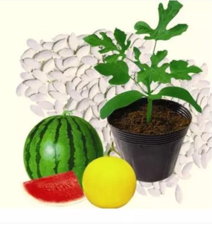 Подвой для дыни и арбуза. Подвой для дынь и арбузов. Подвой для арбузов и дынь. Китайский подвой для арбуза. Кобальт подвой для дыни.