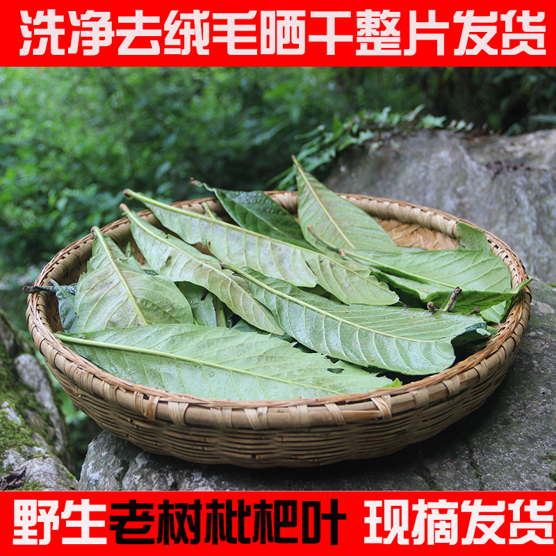 Wild freshly picked loquat leaves, fresh loquat leaves, fluffed and sun-dried loquat leaf tea 250g