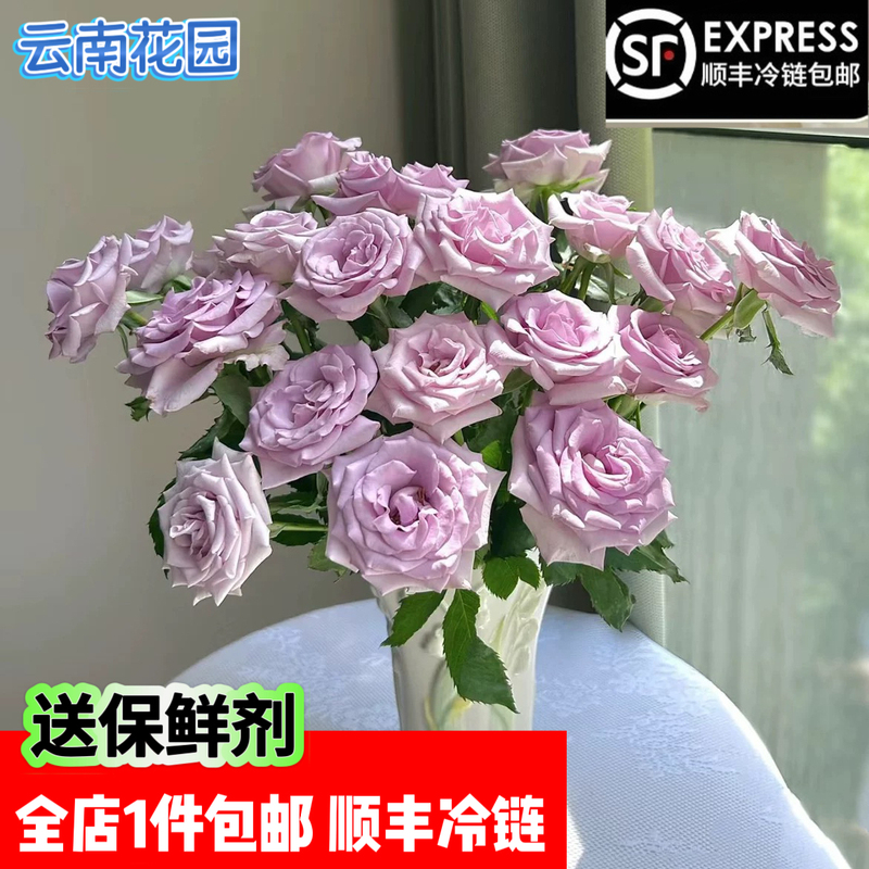 Song of the Sea Purple Small Roses Are Blooming Well, Purple-Toned Gentle Roses, Fresh Cut Flowers with Free Shipping Via Sf Express Cold Chain Song of the Sea Purple Small Roses Are Blooming Well, Purple-Toned Gentle Roses, Fresh Cut Flowers with Free Shipping Via Sf Express Cold Chain