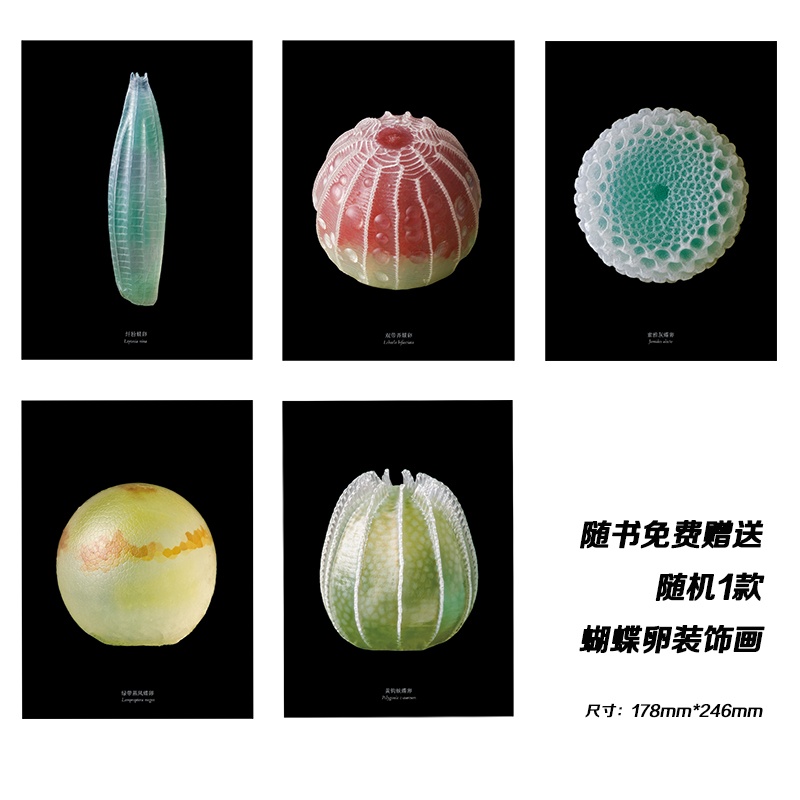 揭开蝴蝶孕育之谜：探索蝴蝶卵的隐秘世界