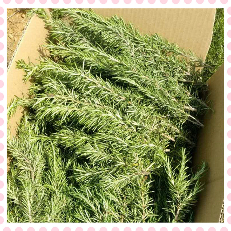 Fresh rosemary sticks Grilled steak Western spices Horse fans make pure dew essential oil 1 kg starting from 4 kg