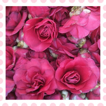 Fresh Mountain Tea Flowers flowers as pure dew as an enzyme RMB18  catty of 3 catties