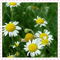 Fresh Roman chamomile flowers starting from 3 kg of fresh marinated rogan specially made pure dew