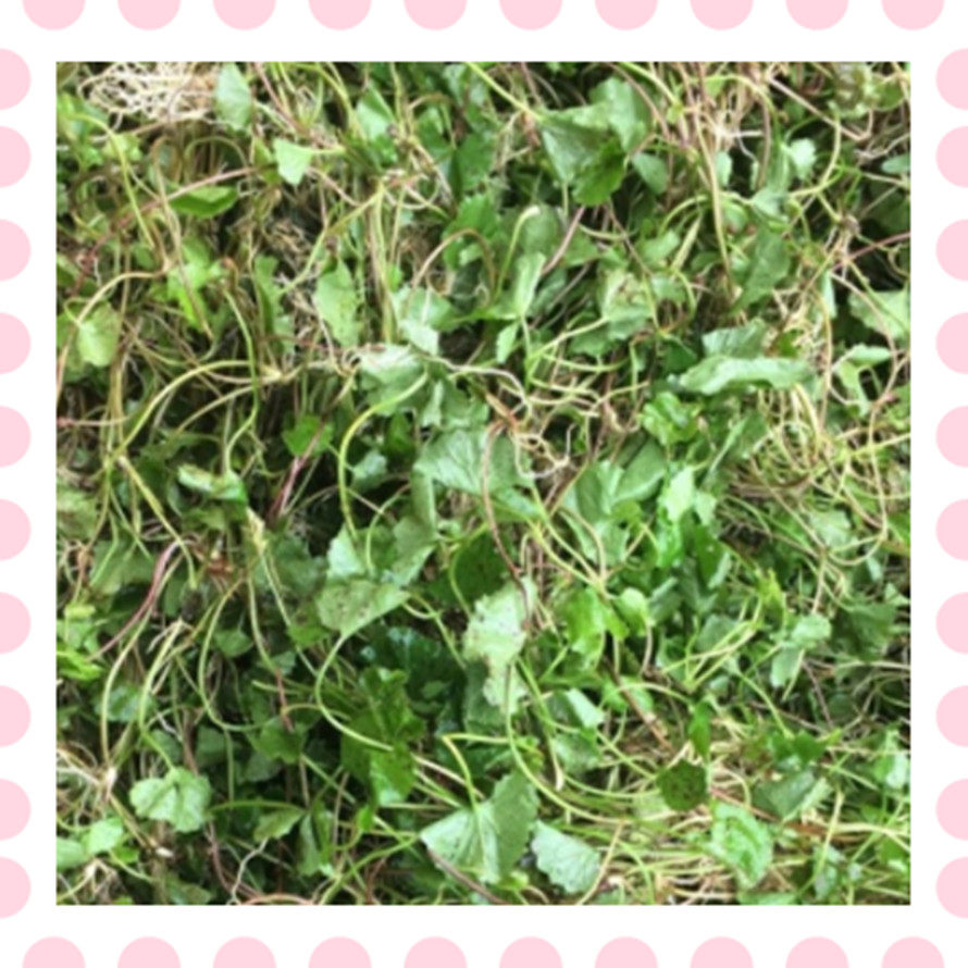 Fresh Centella asiatica Guangxi issued a 3-pound shot
