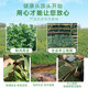 23 years of cattle pet high-quality alfalfa grass gross weight 1kg alfalfa hay rabbit forage guinea pig chinchilla feed