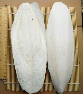 Chinese herbal medicine large sea ticks cuttlebone cuttlebone cuttlefish bone cuttlebone tooth powder 500 gr