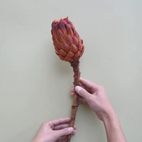 Лотосовая принцесса