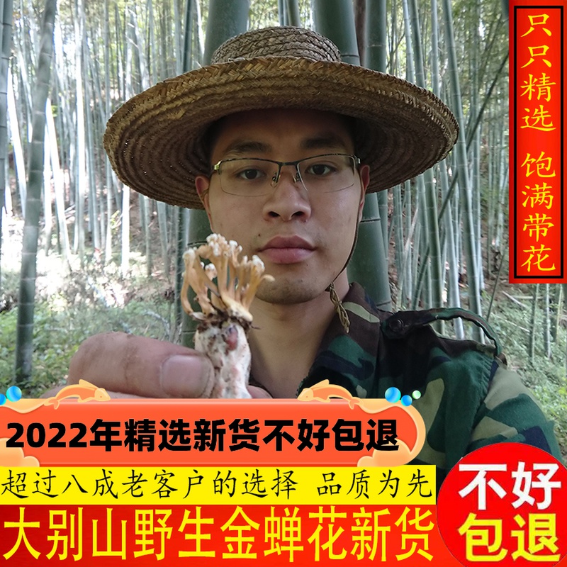 Dabieshan selected golden cicada flower 2022 new goods 500g is not good to pack back cicada flower Chinese medicinal material Cordyceps powder can be made into wine