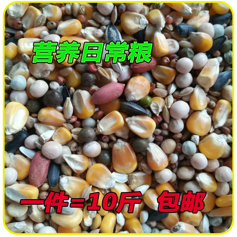 Pigeon food pigeon food young pigeons have corn nutrition daily grain peanut rice meat pigeon pigeon feed 10 catties