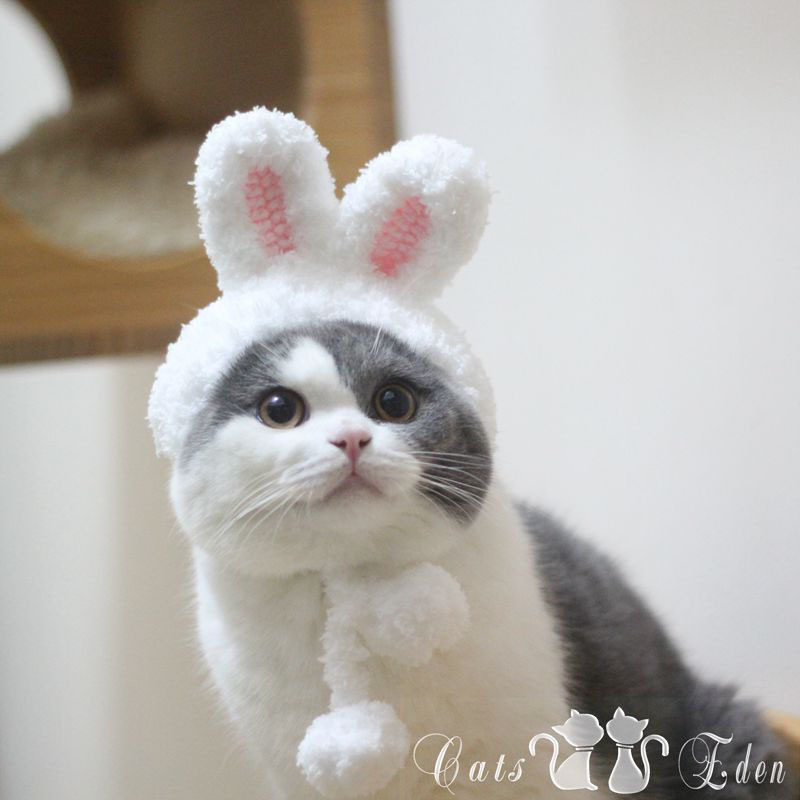 Easter dress up bunny ear hat pet English short cat headgear cross hat mid autumn Jade Rabbit shape