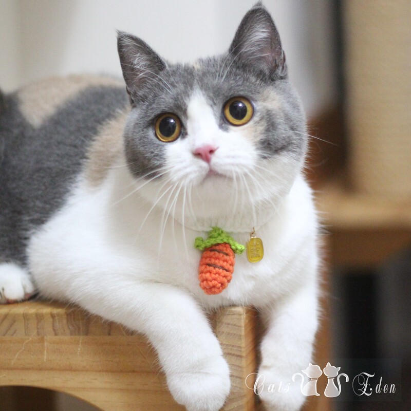 Pet Day Style 10000000 Two Vegetables Carnauts Carrot Mushrooms Kitty pendant item Circle Handmade cat puppies Neck Hanging