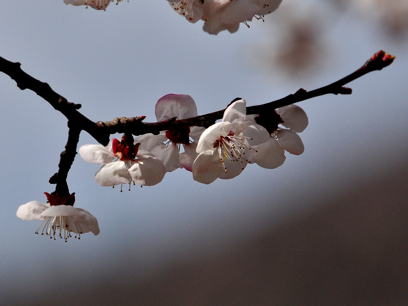 丹东特产 新鲜水果 大孤山杏梅5斤包邮 杏梅大