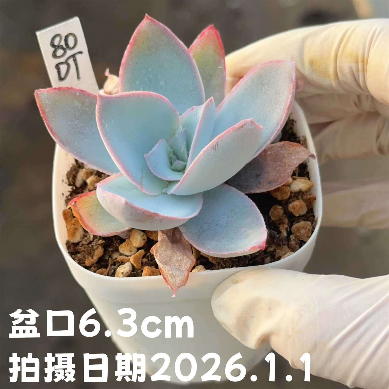 2026买多肉植物广寒宫叶展10公分以上全店满28包邮要注意什么?