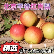 Pear Beijing Pinggu District redict red Xiao par crisp sweet sweet and suky when season been