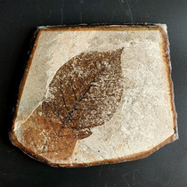 Shanwang plant fossil Chinese Mulan (large board super - large leaves 15 cm long) is suitable for exhibition collection