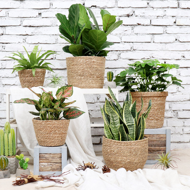 Nordic Ins Wind Rattan woven flower basket Woven Flower Basket Gold Gge Decoration Inserts Flower Basket Green Plant Creative Hand Florator
