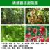 Cung cấp nhà kính đổ vườn trái cây bẫy ruồi hoa bẫy hoa quả trái cây dược phẩm dây trái cây thu hút chai trái cây - Nguồn cung cấp vườn vòi phun tưới cây Nguồn cung cấp vườn