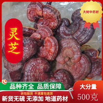 Ganoderma Lucidum Changbai Mountain Red Ganoderma Lucidum Wild Premium slices Pure Longzhi Purple Ganoderma Lucidum Slices Linzhi Ganoderma Lucidum Tea 500g