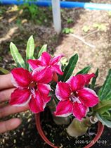 Meet rose edge burst single-petaled desert Rose new Diao Chan] Enjoy flowers and root succulents