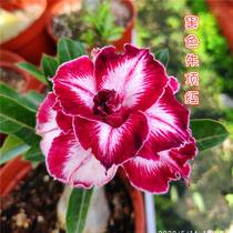 Rose edge double-petal desert Rose new black Zhu Ding Red] Flower appreciation Root root succulents