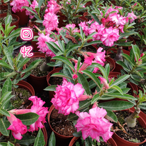 Meet the rose edge double-petal desert rose new product memories] Appreciation of flowers and roots of succulents