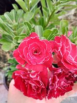 Rose edge double-petaled desert Rose new Magenta Dragon] Flower appreciation Root succulents