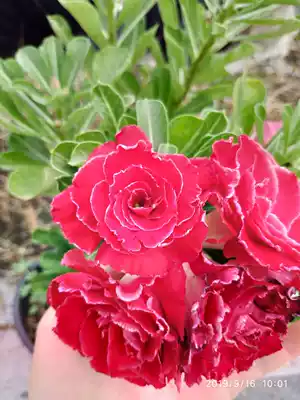 Meet the rose edge double-petal desert rose New Red Dragon] Appreciation of flowers and roots of succulents