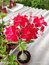 Rose edge double-petaled desert Rose New Magenta] Flower appreciation Root Succulents