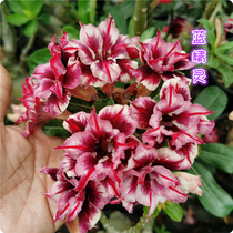 Meet Rose Double-leaf Desert Rose New Product (Smurf) Flower Appreciation Root Succulents