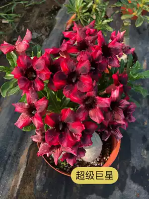 Meet the rose, single-petal desert rose new product [superstar] Appreciation of flowers and roots, root and succulent plants
