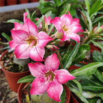 Meet the rose single-petal desert rose new candy] Appreciation of flowers and roots and roots of succulents