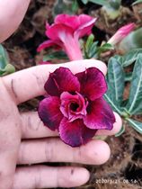 Meet rose edge double-leaf desert Rose new blue Mountain Dream] Flower appreciation Root root succulents