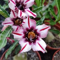 Meet the rose single-petal desert rose new Starry Sky] Appreciation of flowers and roots of succulents