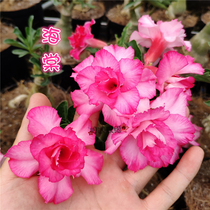 Rose edge double-petaled desert Rose new Begonia] Flower appreciation Root Succulents