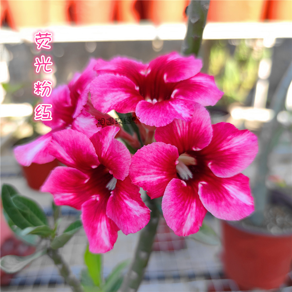 Encounter rose edge single-petal popping desert rose new product fluorescent pink] flower viewing root tuberous root succulent plants